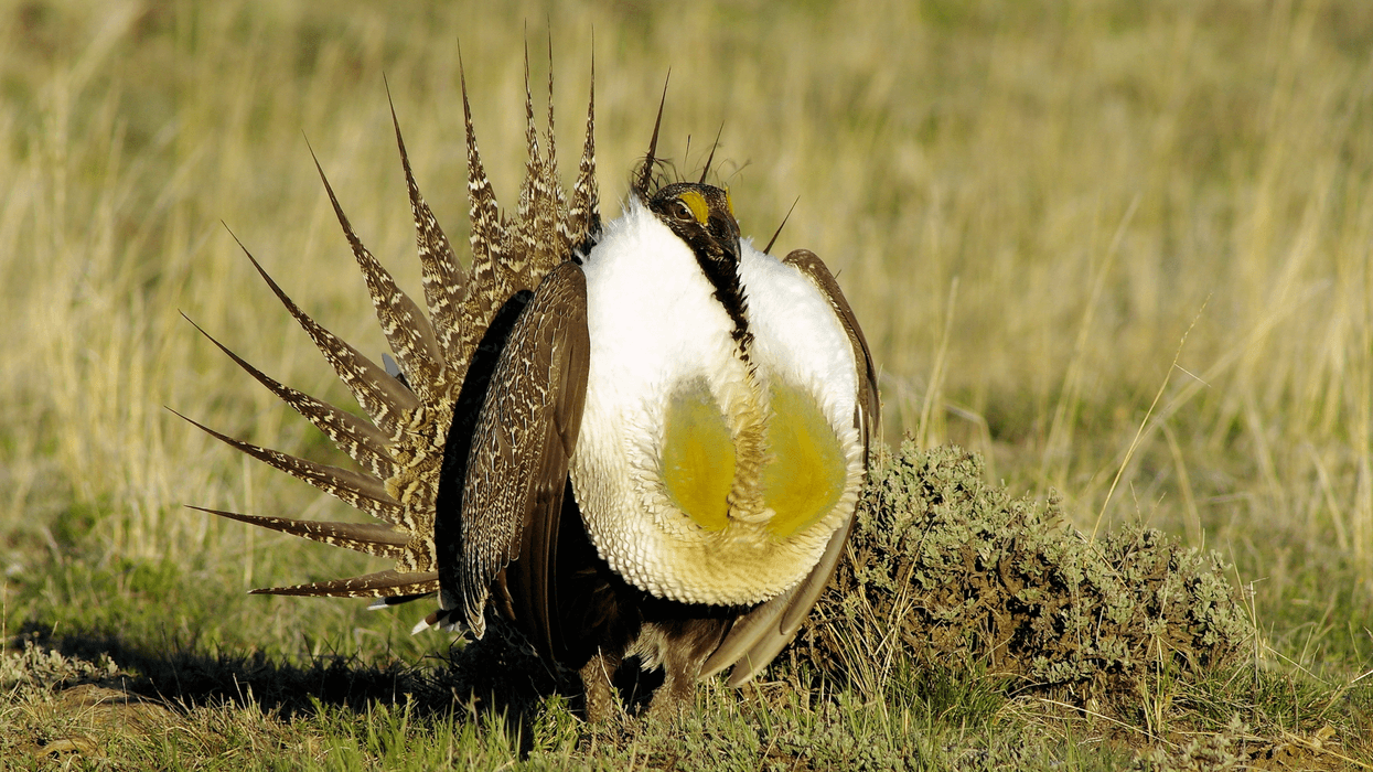 A male greater sage-grouse is seen on the prairie
