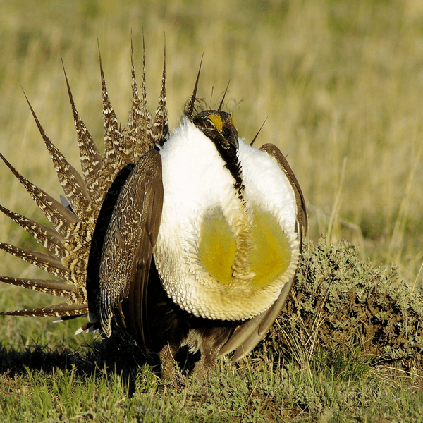 A male greater sage-grouse is seen on the prairie