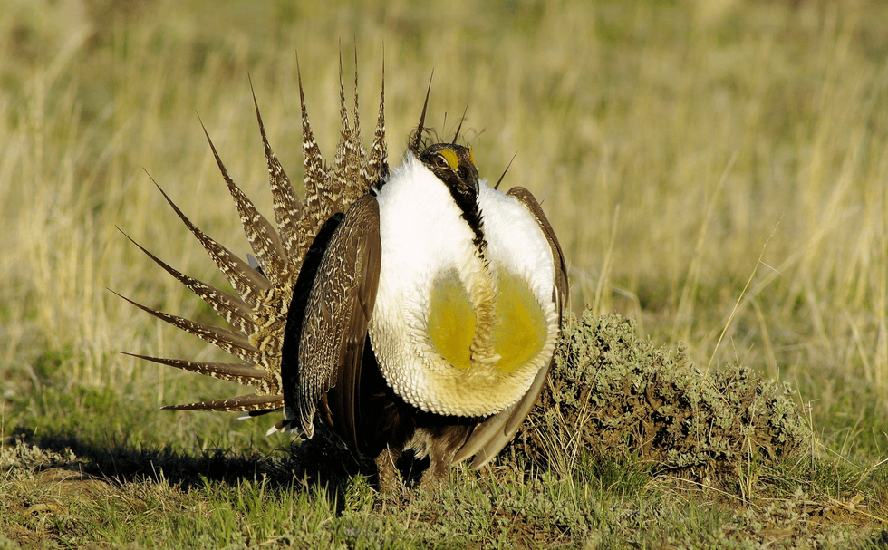 'Gift to Corporate Polluters': Republicans Advance Massive Assault on Wildlife and EPA