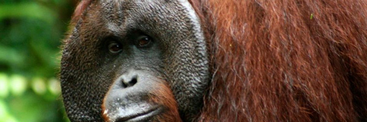 Palm Oil Development Fueling Demise of Biodiversity 'Crown Jewel': Report