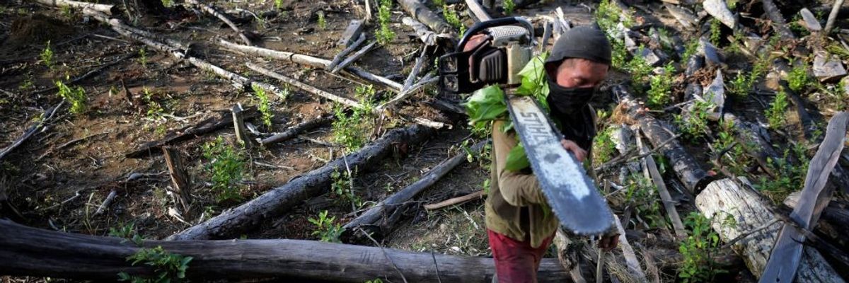 A man carries a chainsaw amid felled trees in a Colombian rainforest