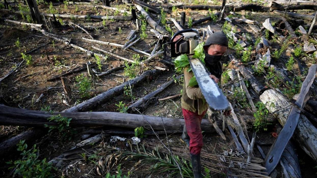 A man carries a chainsaw amid felled trees in a Colombian rainforest