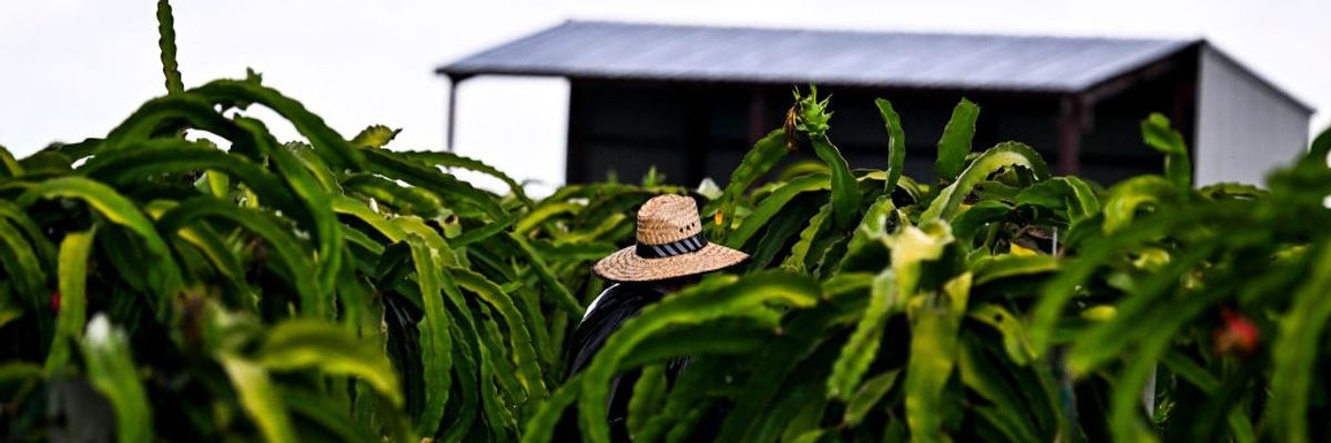 A man in a wide hat works on a farm.