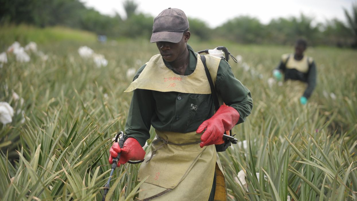 A man sprays pesticides