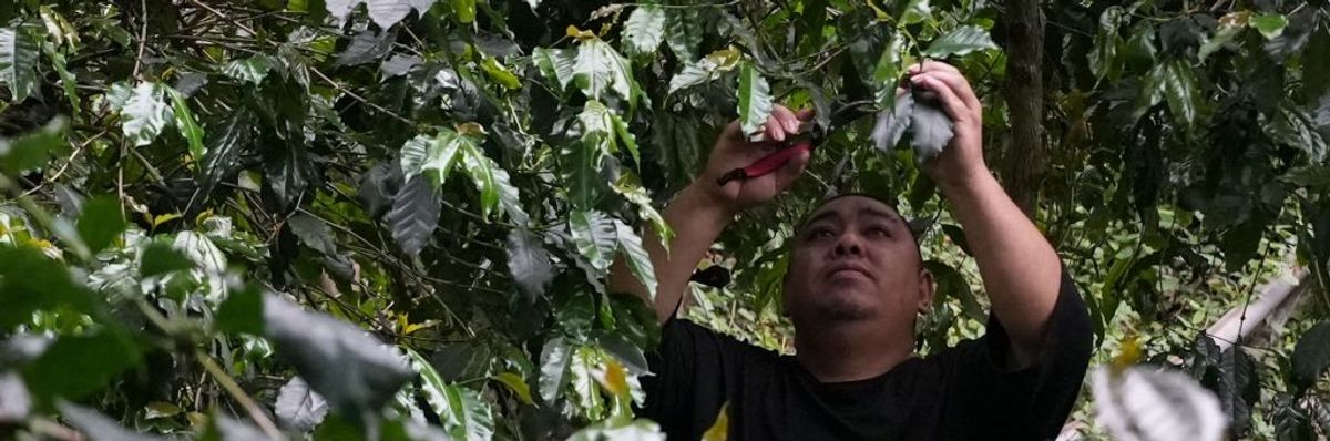 A man trims dry twigs from coffee shrubs. 