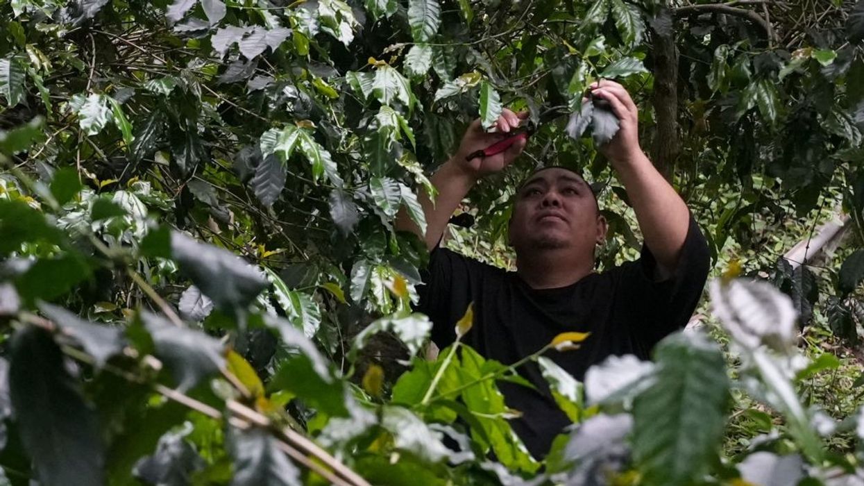 A man trims dry twigs from coffee shrubs.