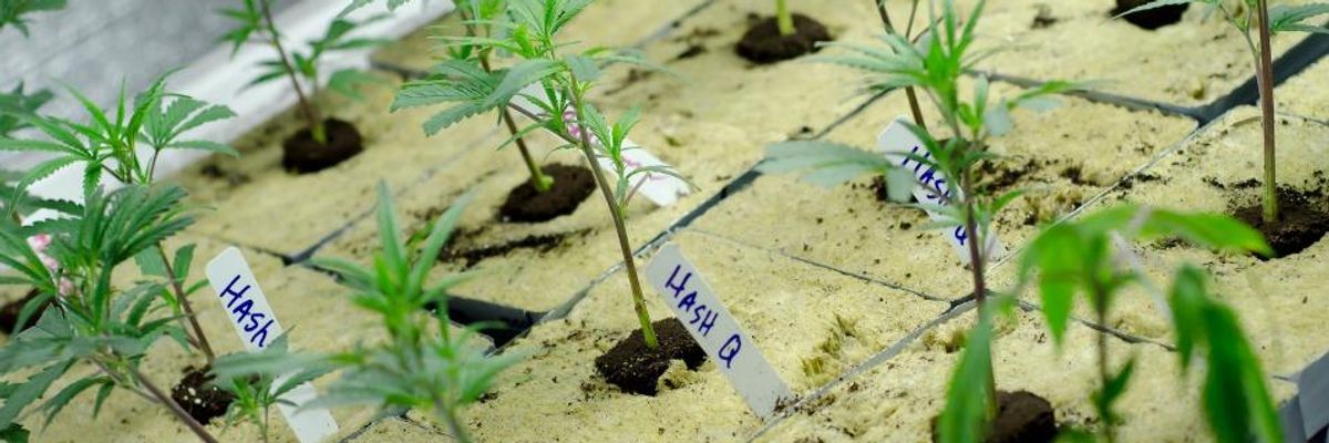 US Government Accused of Stifling Medical Marijuana Research