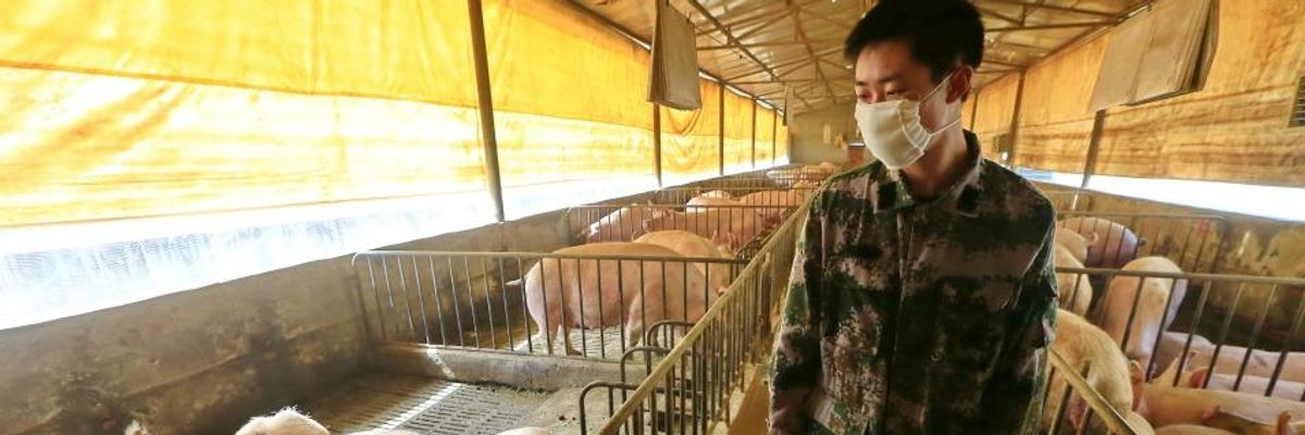 New Flu Virus Reported in China Highlights Risk of Animal-Borne Pandemic Originating in Factory Farms