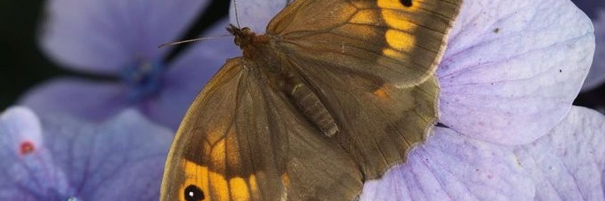 A meadow brown butterfly.