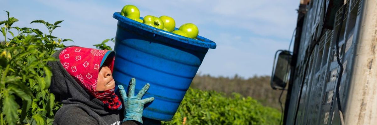a migrant worker carries a large bucket full ot tomatoes