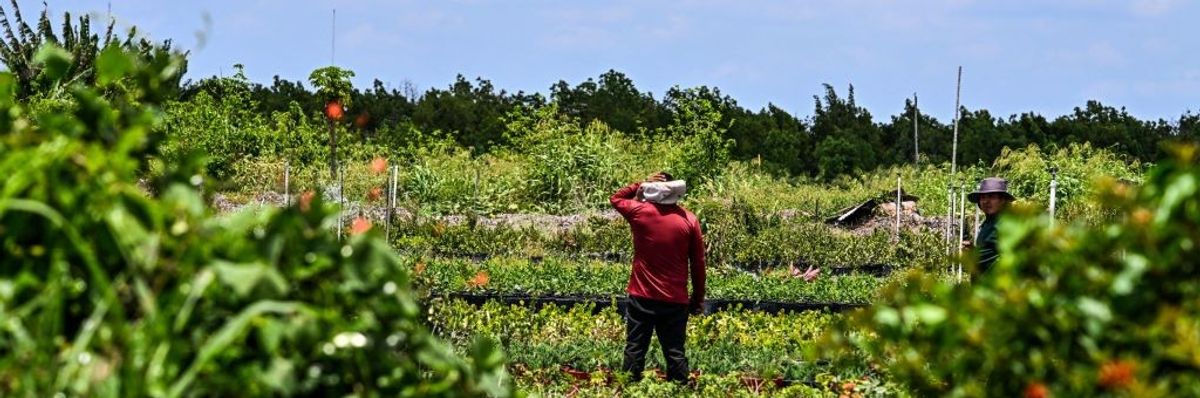 A migrant worker on a farm
