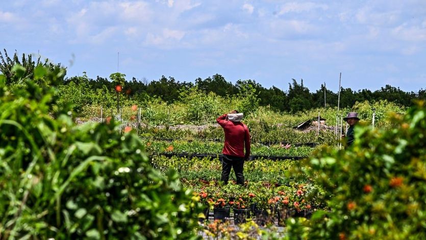 A migrant worker on a farm