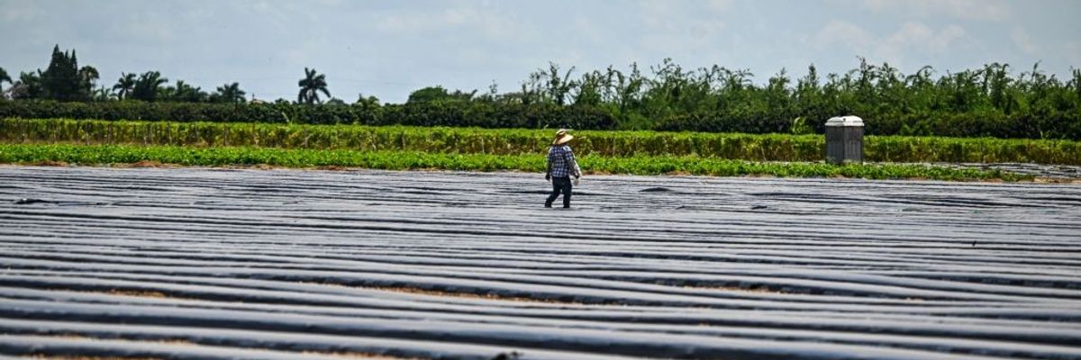 A migrant worker works on a farm in Homestead, Florida, on May 11, 2023.
