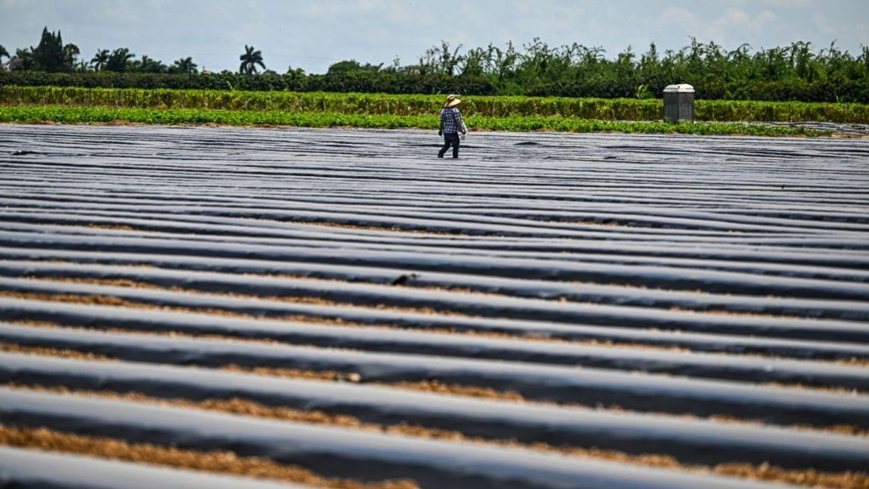 A migrant worker works on a farm in Homestead, Florida, on May 11, 2023.