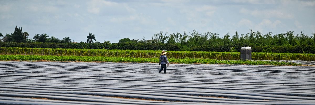 A migrant worker works on a farm in Homestead, Florida on May 11, 2023.