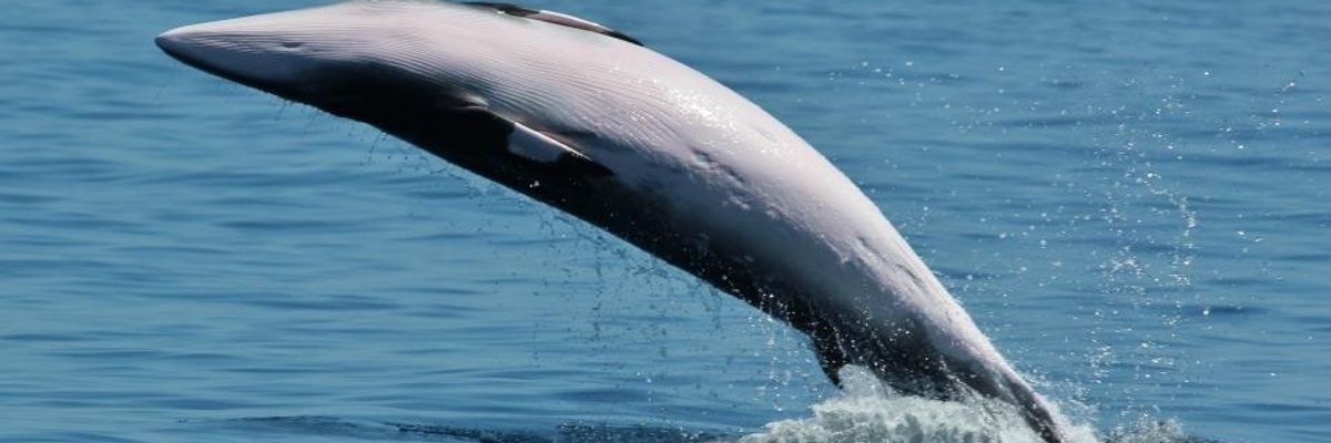 A minke whale