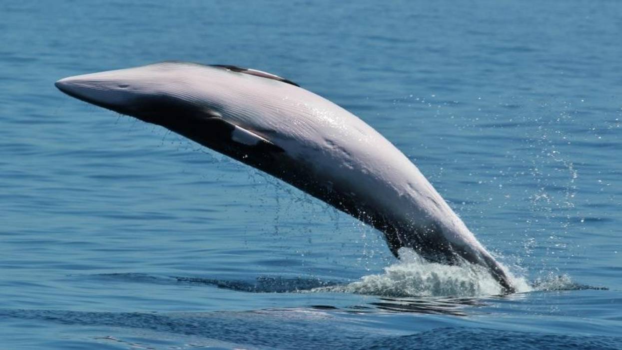 A minke whale
