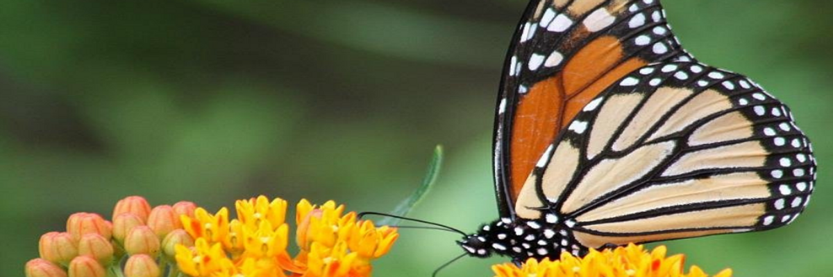 Monsanto Crops Pushing Monarch Butterfly to 'Verge of Extinction'