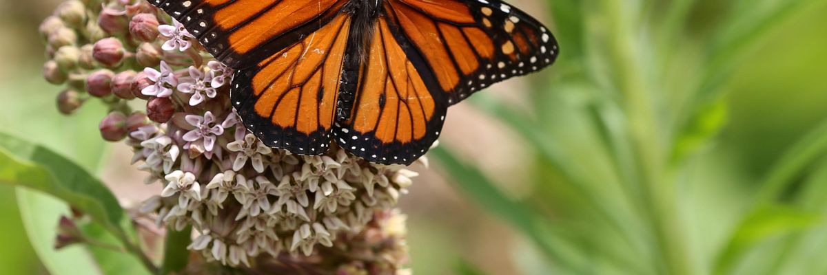 A monarch butterfly settles on a flower