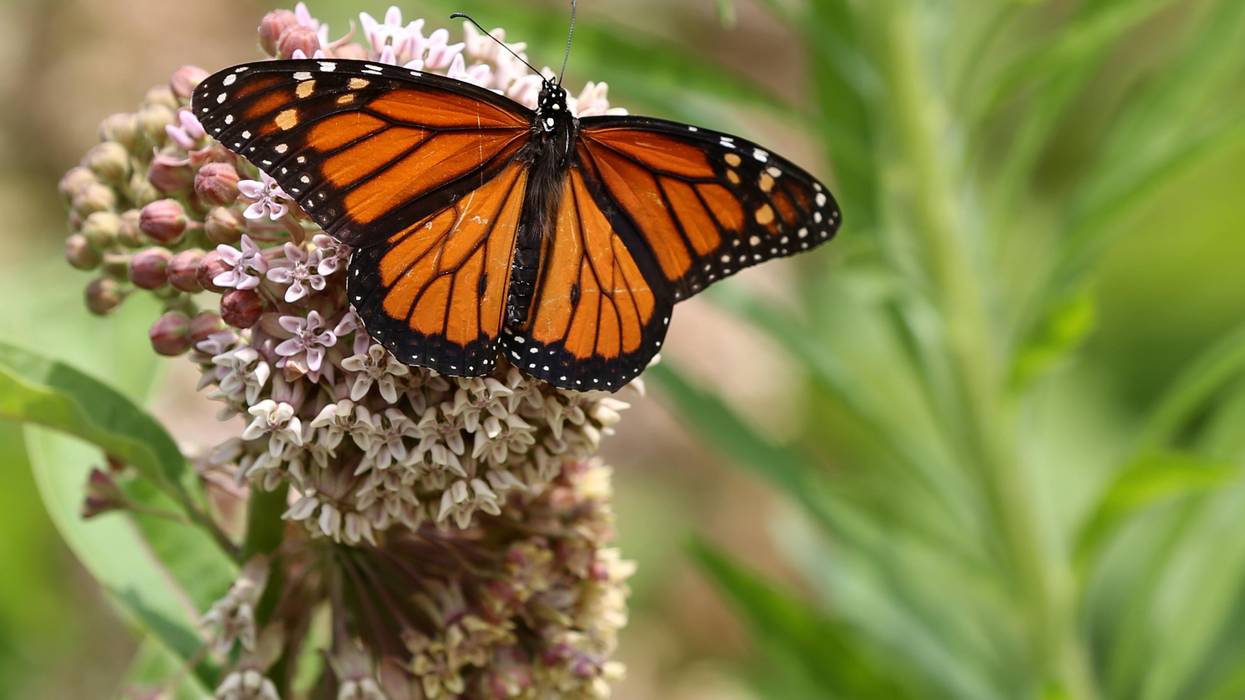 A monarch butterfly settles on a flower