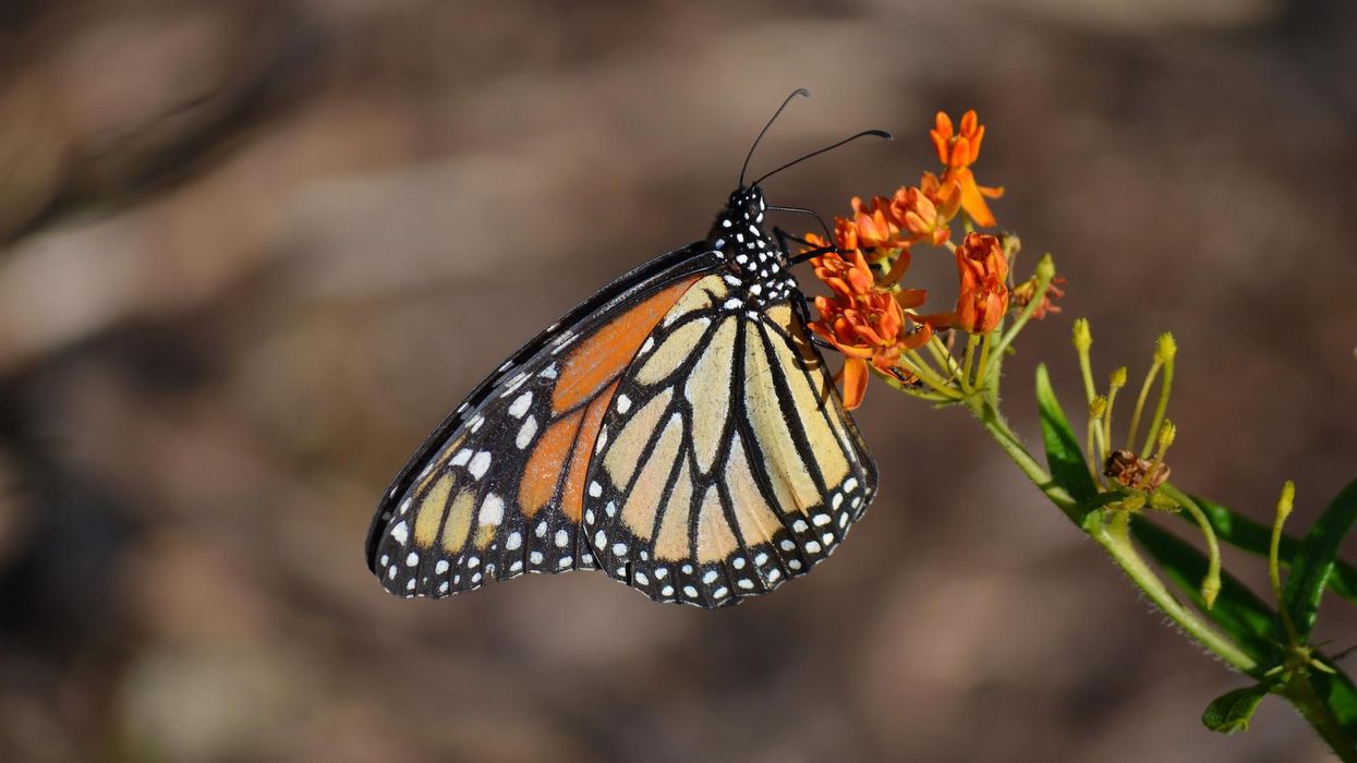 Biden EPA Admits Faulty Glyphosate Review Under Trump But Still Won't Take It Off US Market