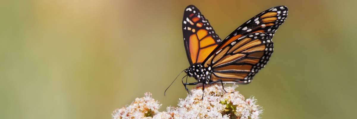 A monarch butterfly