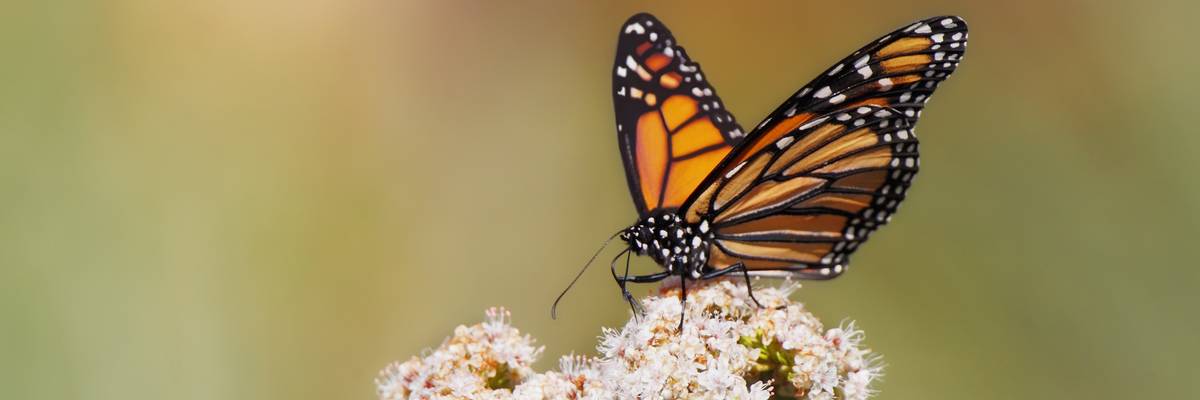 A Monarch Butterfly