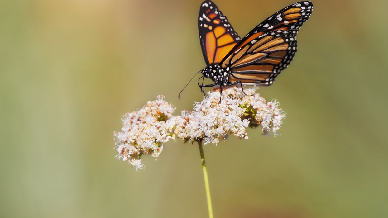 A monarch butterfly