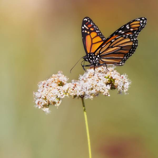 A Monarch Butterfly