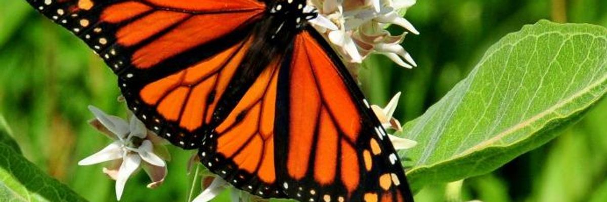 Why Treaty Protection Is Needed for Migratory Pollinators