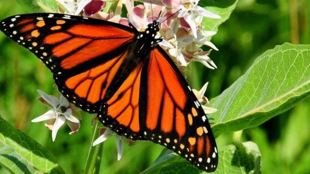 Why Treaty Protection Is Needed for Migratory Pollinators