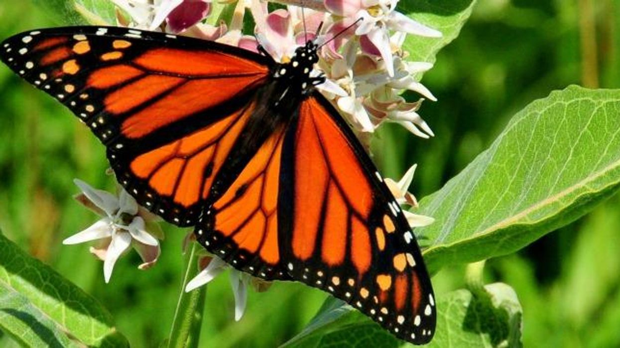 Why Treaty Protection Is Needed for Migratory Pollinators