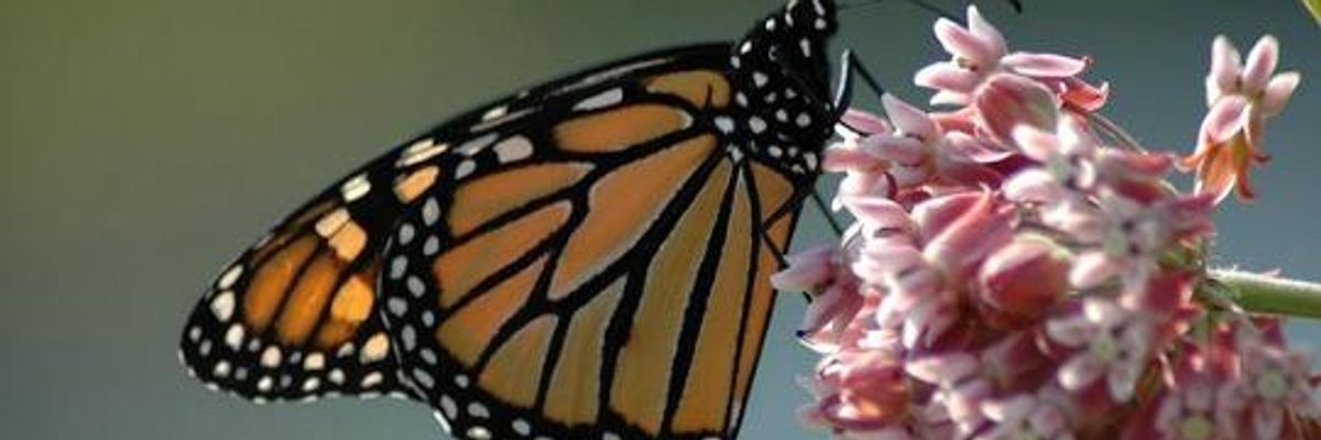 Genetically Modified Crops Fueling Decline of Monarch Butterflies: Report