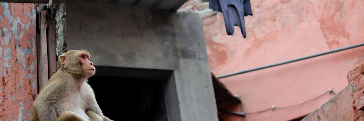 A monkey searches for food in an alleyway