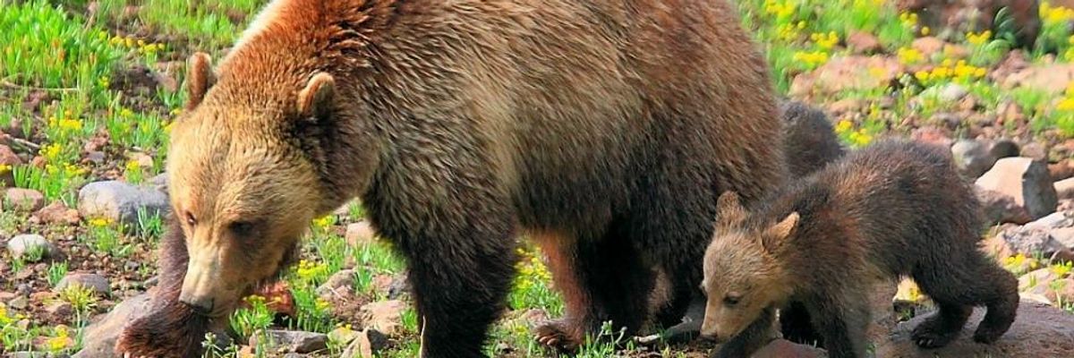 In Blow to Trump and Win for Bears, Federal Appeals Court Upholds Endangered Species Protections for Yellowstone Grizzlies