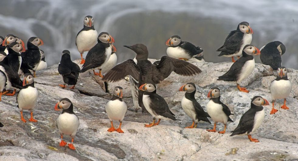 A murre and puffins.