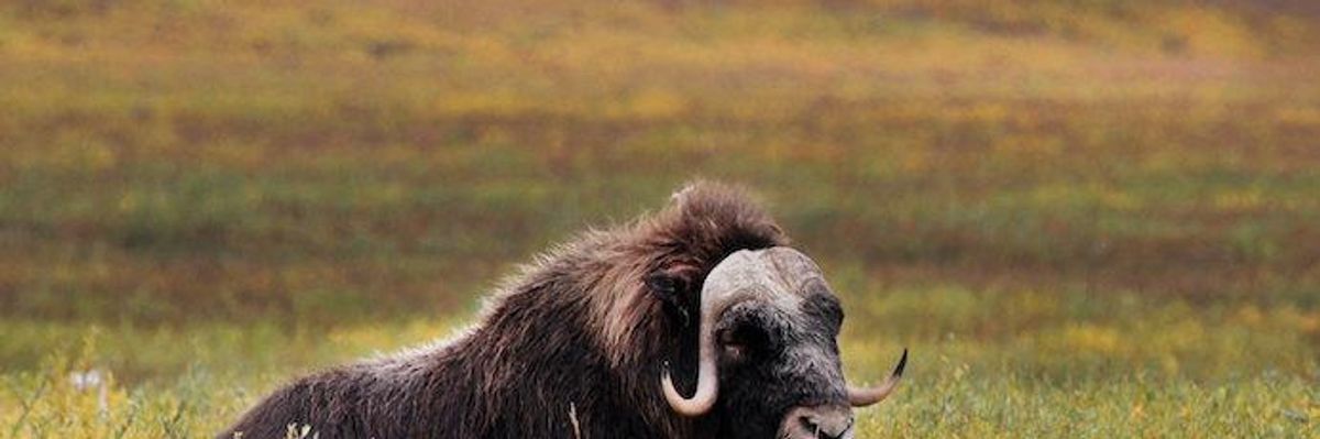 A musk-ox relaxing alongside the Canning River in Alaska's Arctic National Wildlife Refuge
