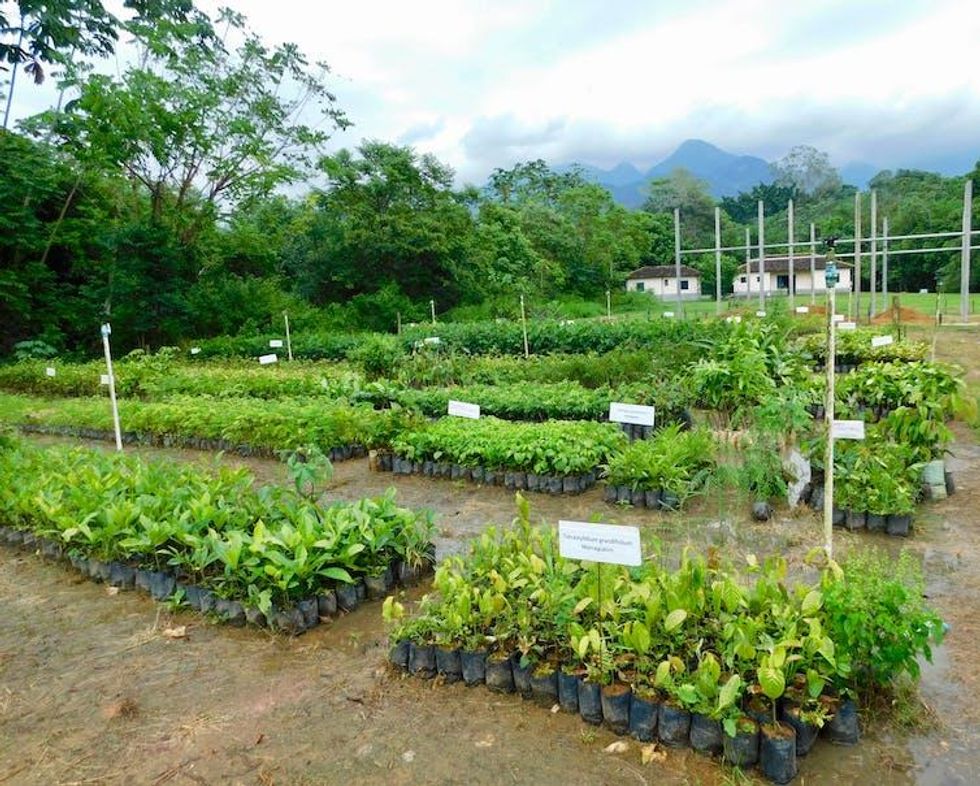 A native tree nursery for large-scale restoration of Atlantic Forest at Reserva Natural Guapiacu, Rio de Janeiro State, Brazil. (Photo: Robin Chazdon, CC BY-ND)