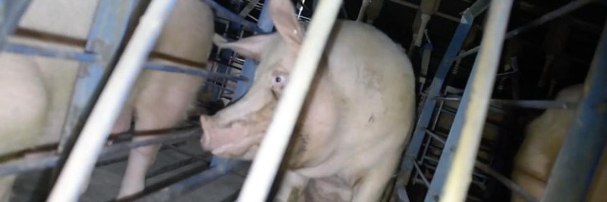 Watch: Doc Follows Six Activists Facing Felonies for Exposing Animal Cruelty at Utah Factory Farms