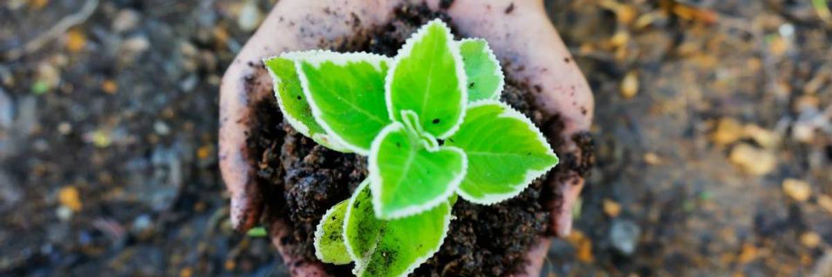 New Report Details 10 'Critical Transitions' to Tackle the Climate Crisis and Feed the World