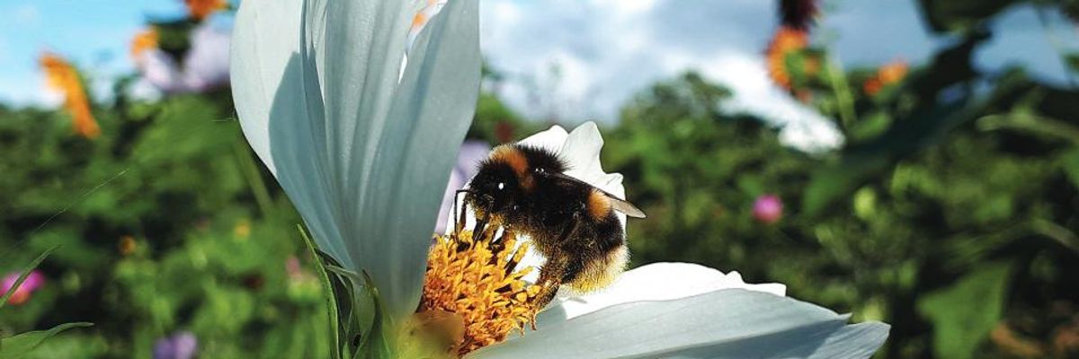 Conservationist Warns 'Unnoticed Apocalypse' of Insects 'Should Set Alarms Ringing'