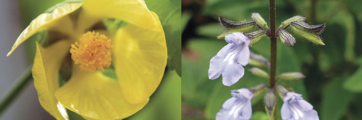 New Global Report Warns Nearly 40% of Plants at Risk of Extinction