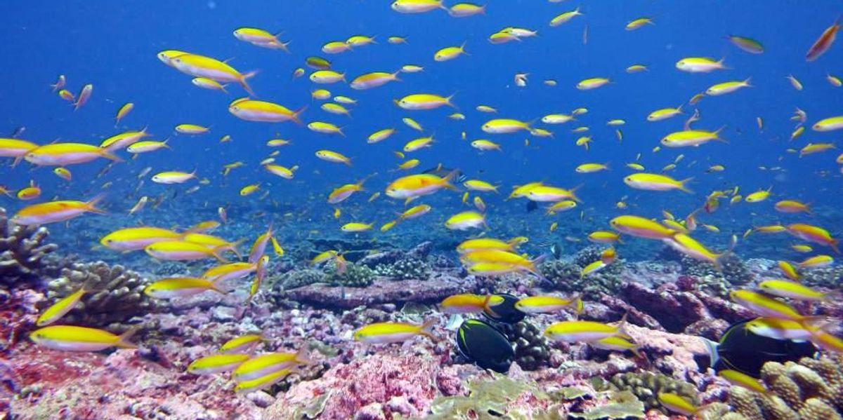 'Scary': Warming of Oceans Is Equivalent to 1.5 Atomic Bombs Every Second Over Past 150 Years | Common Dreams