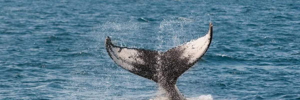 Climate Crisis to Blame for Whales Injured and Killed After Being Caught in Fishing Lines: Study