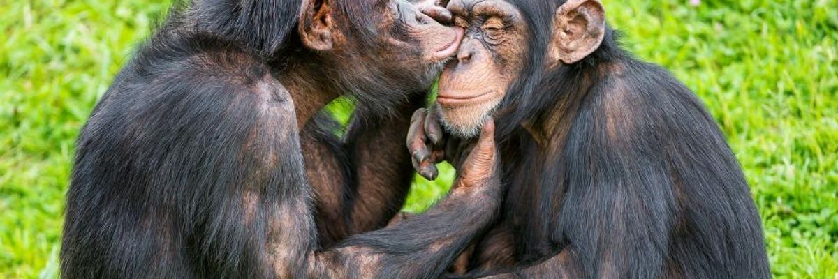 Judge Removes 'Legal Persons' Status in Chimpanzee Case