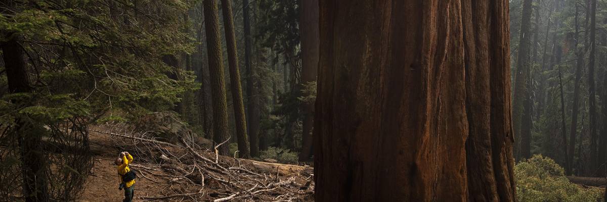 A news photographer is dwarfed by a giant sequoia in Lost Grove as smoke haze from the KNP Complex fire fills the air on September 17, 2021 in Sequoia National Park, California.