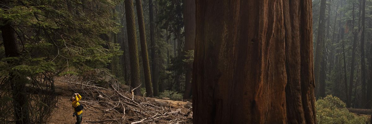 A news photographer is dwarfed by a giant sequoia in Lost Grove as smoke haze from the KNP Complex fire fills the air on September 17, 2021 in Sequoia National Park, California.