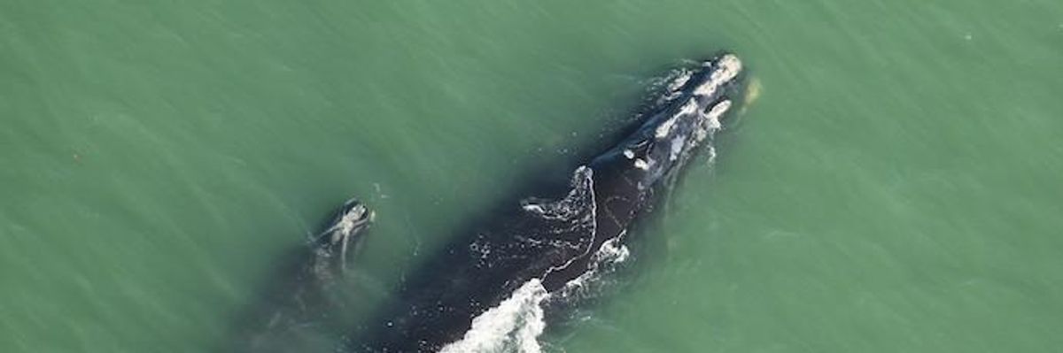 Huge Victory for Ocean Defenders as Seismic Blasting Halted in Atlantic