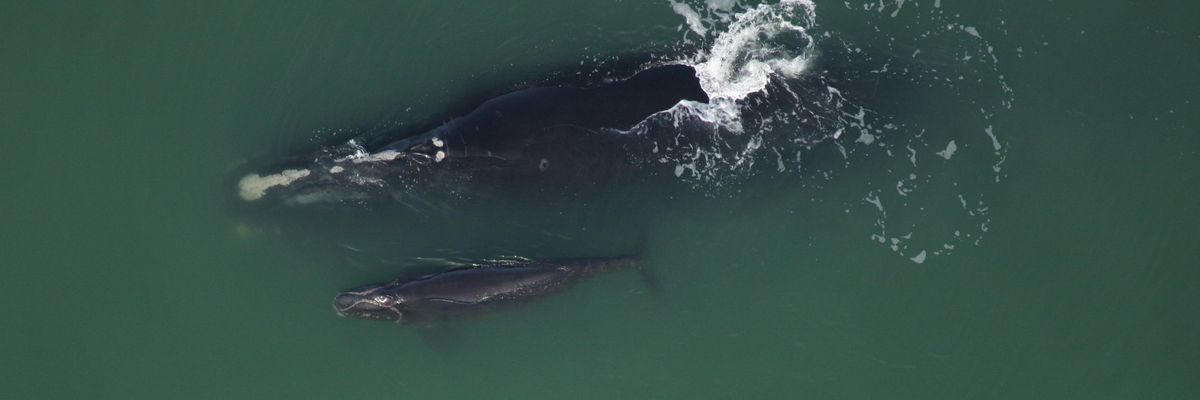 A North Atlantic right whale mother and calf are seen off Ponte Vedra Beach, Florida.