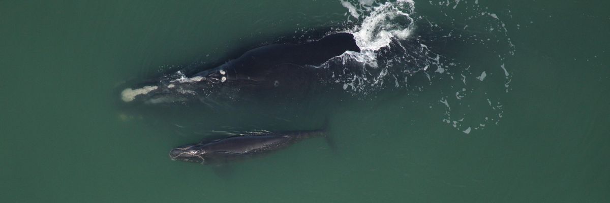 ​A North Atlantic right whale mother and calf are seen off Ponte Vedra Beach, Florida.